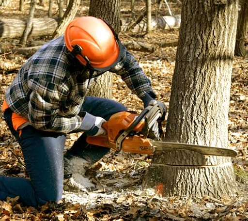 Tree Removal in Temperanceville, VA
